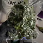 Chem Brulee By Zamnesia Pheno A