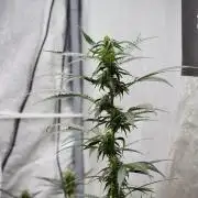 Amnesia Haze Auto by Zamnesia Pheno B