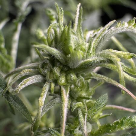 Terpyz Regular seeds & The Jorney with Mentha De Croco !