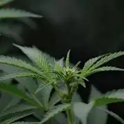 Pickle Lemon Haze F1 Zamnesia Pheno A