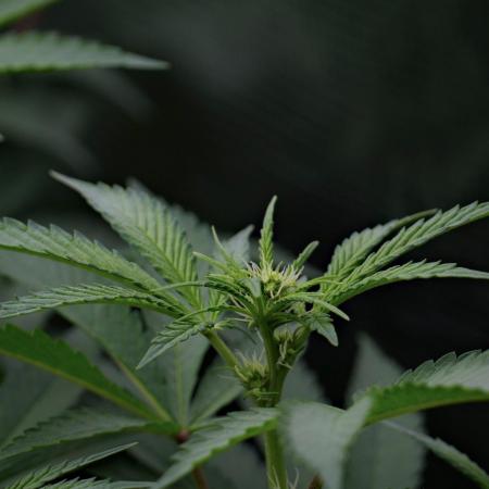 Pickle Lemon Haze F1 Zamnesia Pheno A