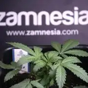 Catching The Ghost Train Haze @ Zamnesia