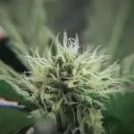 White Widow @Zamanesia-Playing classics