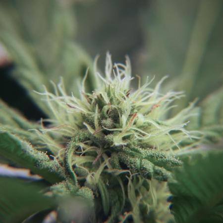 White Widow @Zamanesia-Playing classics