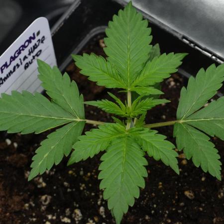 Amnesia Haze Auto by Zamnesia Pheno B