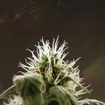 BlueBerry by Zamnesia Seeds
