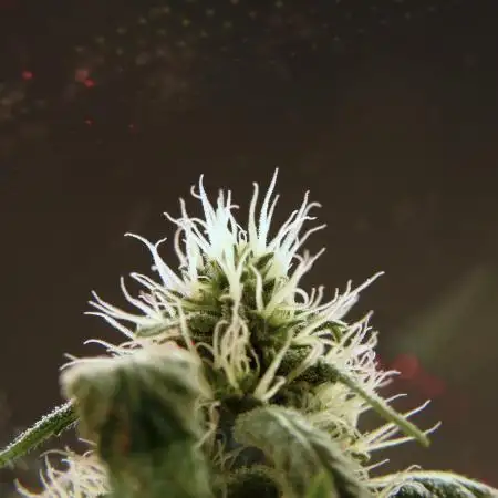 BlueBerry by Zamnesia Seeds