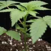 Pheno B Chem Brulee By Zamnesia