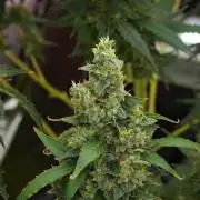 Frosted Guava Auto By Zamnesia Pheno A