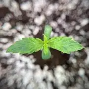 GMO Cookies Served with extra curiosity