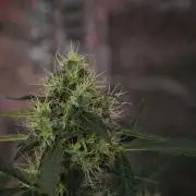 Amnesia Haze Auto by Zamnesia Pheno A