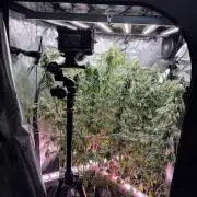 Pheno B Blue Waffle  F1 Zamnesia