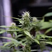 God father OG By Zamnesia Pheno A