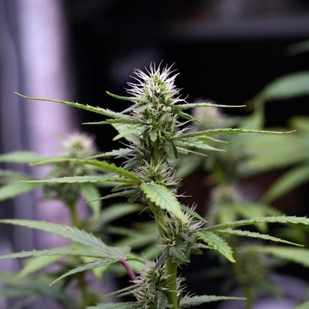 God father OG By Zamnesia Pheno A