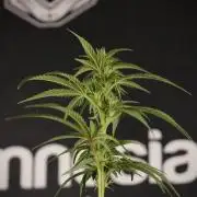 Animal Mints-Legends of the Frozen North