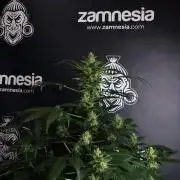 Pheno B Frosted Guava Auto By Zamnesia