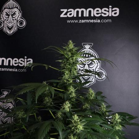 Pheno B Frosted Guava Auto By Zamnesia