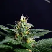 Pheno B Pink Rosay Auto By Zamnesia
