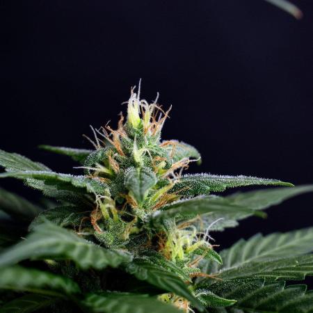 Pheno B Pink Rosay Auto By Zamnesia