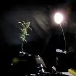 Lava Cake Lava Cake  (Zamnesia Seeds)