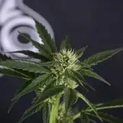 Cosmic Noodles a Zamnesia Dish