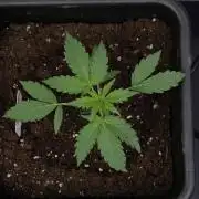 Pheno B Black Diamont Auto By Zamnesia