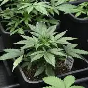 Pink Rosay Auto By Zamnesia Pheno A