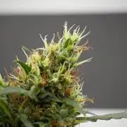 Candy Rain Auto By Zamnesia