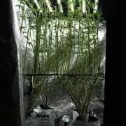 Pheno B Pickle Lemon Haze F1 Zamnesia