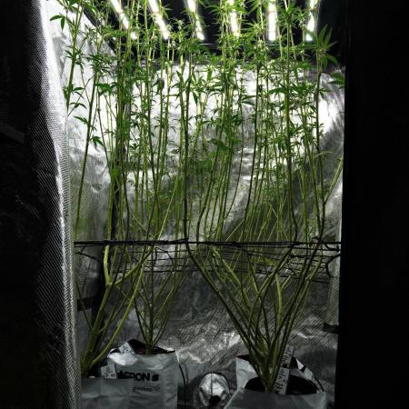 Pheno B Pickle Lemon Haze F1 Zamnesia