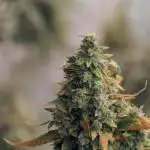 Lets do Gelonade by Zamnesia Seeds