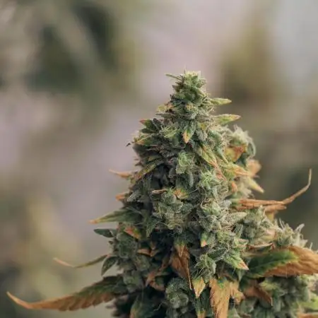 Lets do Gelonade by Zamnesia Seeds