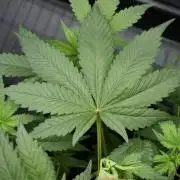 Pheno B God father OG By Zamnesia
