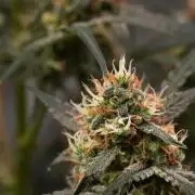Pink Rosay Auto By Zamnesia Pheno A
