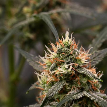 Pink Rosay Auto By Zamnesia Pheno A