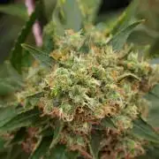 Pheno B Cash Express By Zamnesia