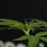 Pheno B Blueberry  Muffin by Zamnesia