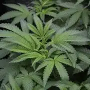Blue Waffle F1 Zamnesia Pheno A