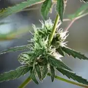 Pheno B Purple CousKush Auto By Zamnesia