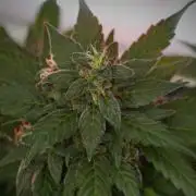 Pheno B Pink Rosay Auto By Zamnesia