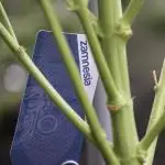 Lets do Gelonade by Zamnesia Seeds