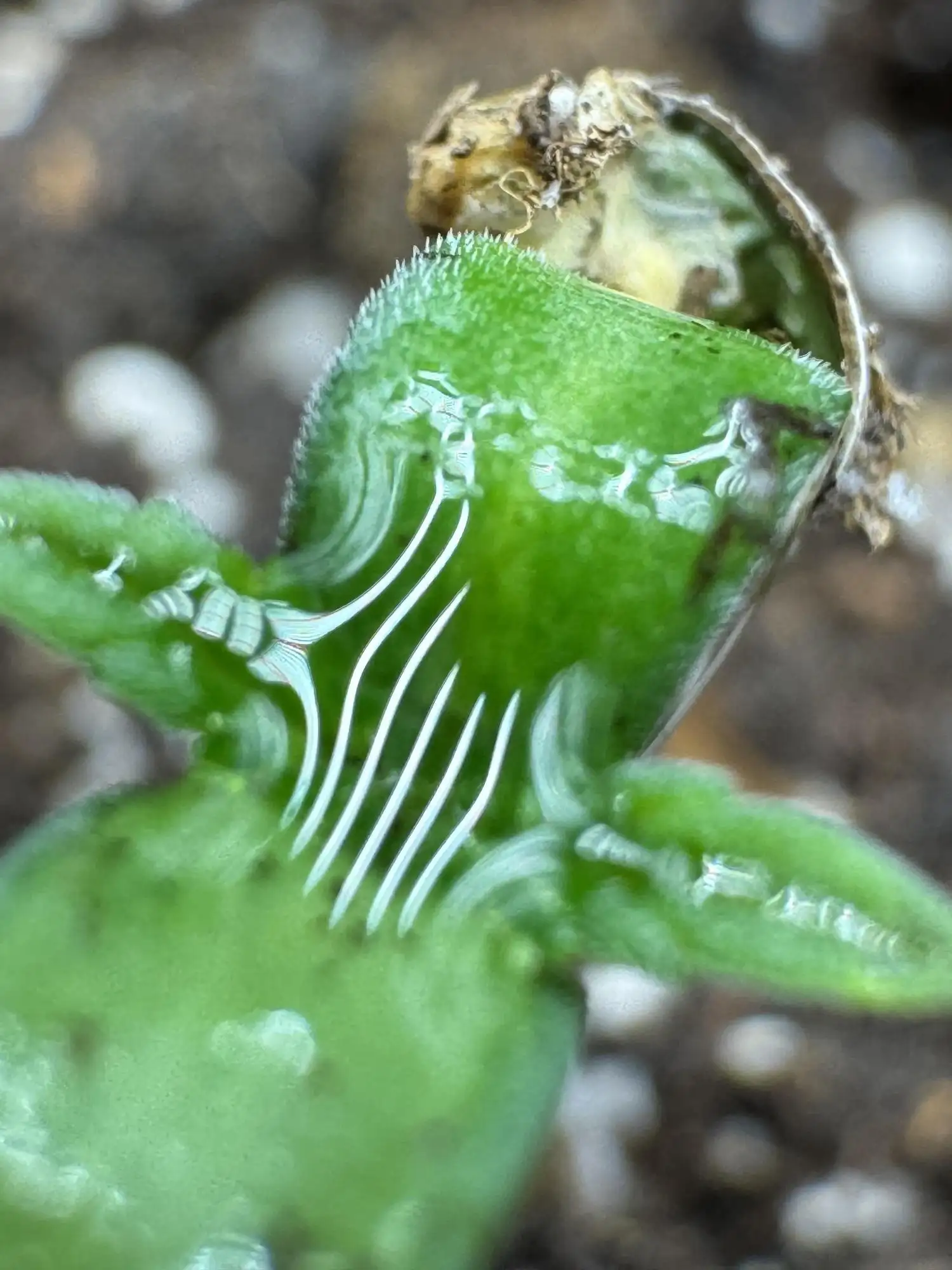 【レモネード】 Pickle Lemon Haze F1 Zamnesia Pheno A grow journal by Do