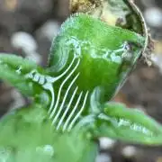 Pickle Lemon Haze F1 Zamnesia Pheno A