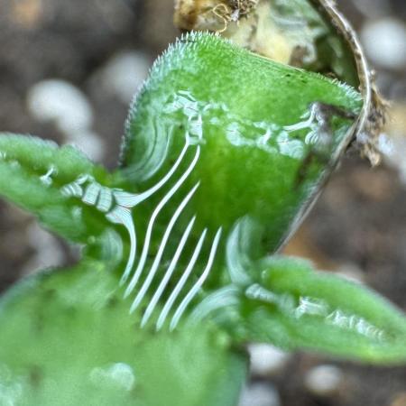 Pickle Lemon Haze F1 Zamnesia Pheno A