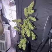 Dognabis 035 Permanent Marker (Zamnesia)