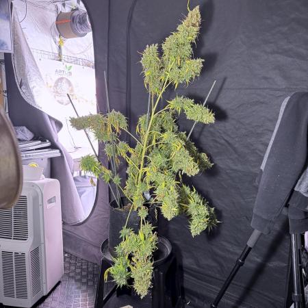 Dognabis 035 Permanent Marker (Zamnesia)