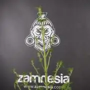 LSD Zamnesia Trippping