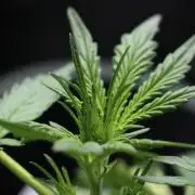 Candy Rain Auto By Zamnesia