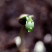 LSD Zamnesia Trippping