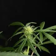 Pheno B Black Diamont Auto By Zamnesia